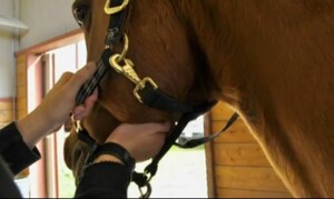 How To Check The Vital Signs On Your Horse