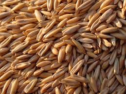Grains Fed To Horses, Oats, barley, wheat, corn, Not All Grains Are Meant For Horses