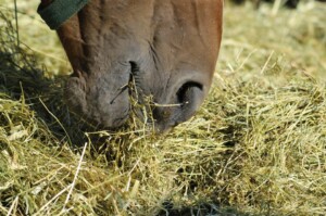 Fall Transition And Chronic Horse Colic Tips