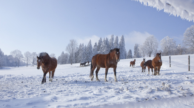 Winterizing the hard keeper Horses