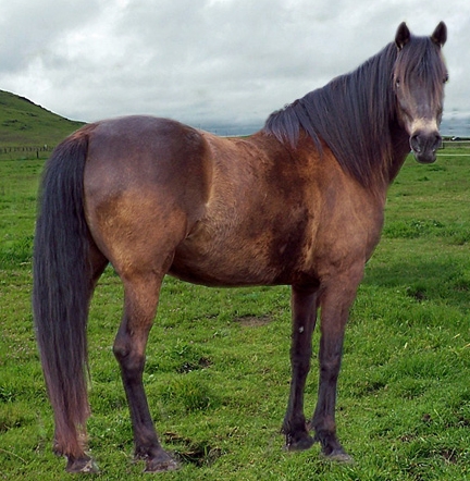 Which Mineral types are easily absorbed in the horses system