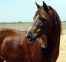 Muneca Morgans | Equine Challenge Horse Supplements