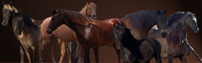 Equine Challenge Supplements