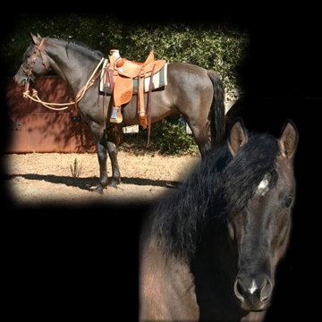 Muneca Morgans | Equine Challenge Horse Supplements