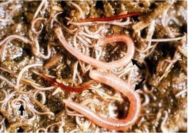 Most Common Horse Worms and Parasites