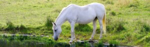 Equine Challenge Essential Oils For Horses