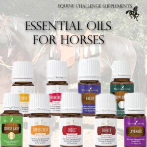 Equine Challenge Essential Oils For Horses