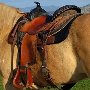 Does My Saddle Fit My Horse