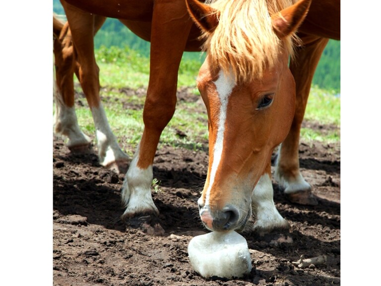 The Importance Of Salt In A Horse's Diet And Is My Horse Tying Up