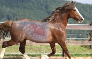 Liquid Gas, Runny Burn In Horses