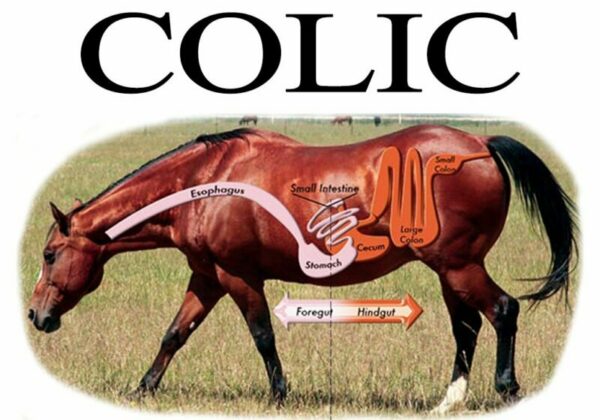 Is It Colic Or A False Alarm? Colic In Horses