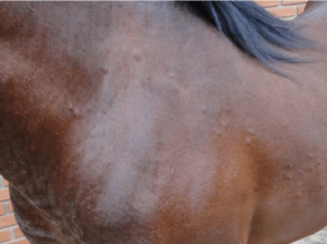 Allergies In Horses