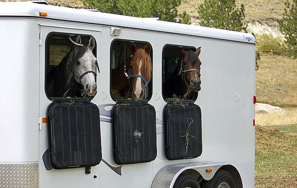 Horse Trailering Tips Too Hot To Trailer Or Ride