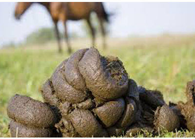 Why Does My Horse Eat Manure