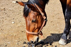 Why does my horse eat manure