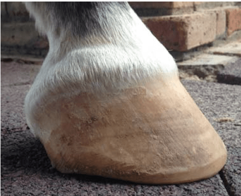 How Nutrition Effects Horse Hoof Health