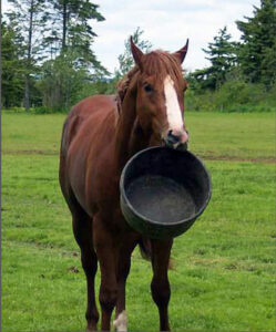 Horse holding feed bucket in mouth