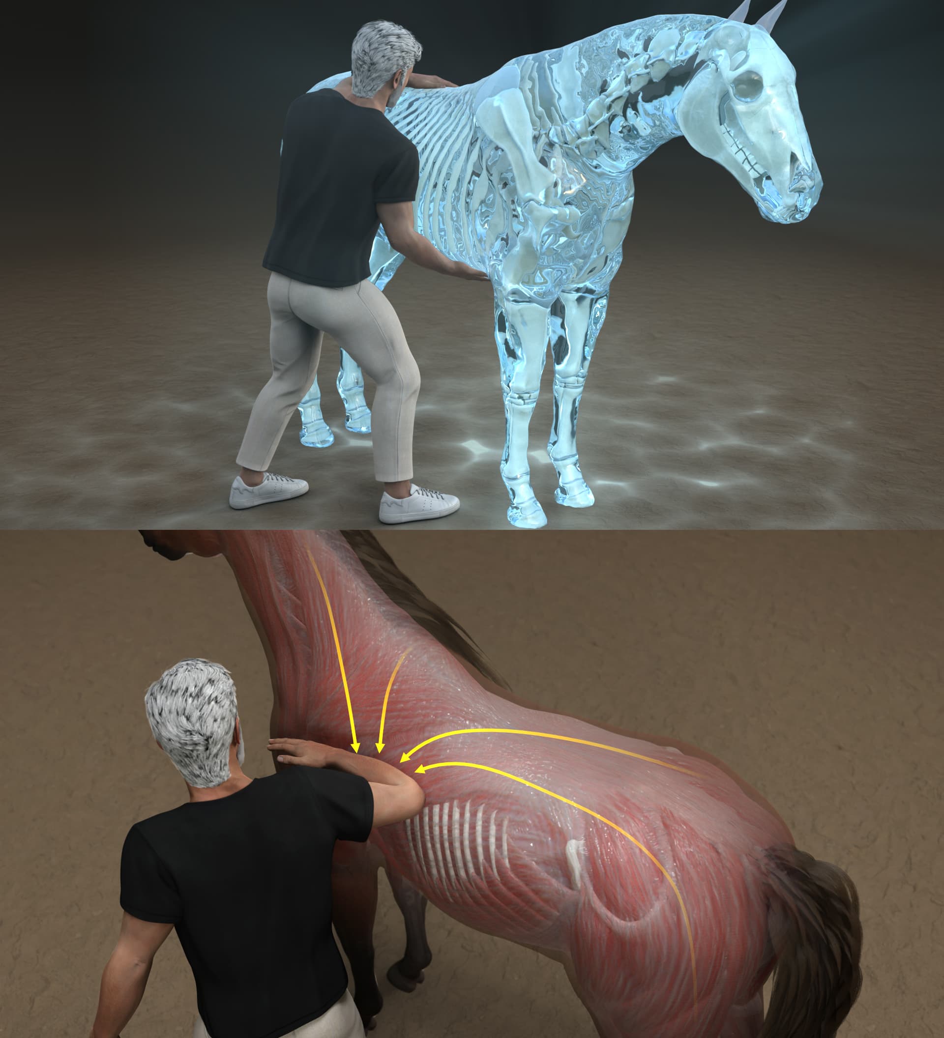 Learn Equine Manual Therapy