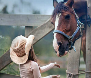 horse supplements