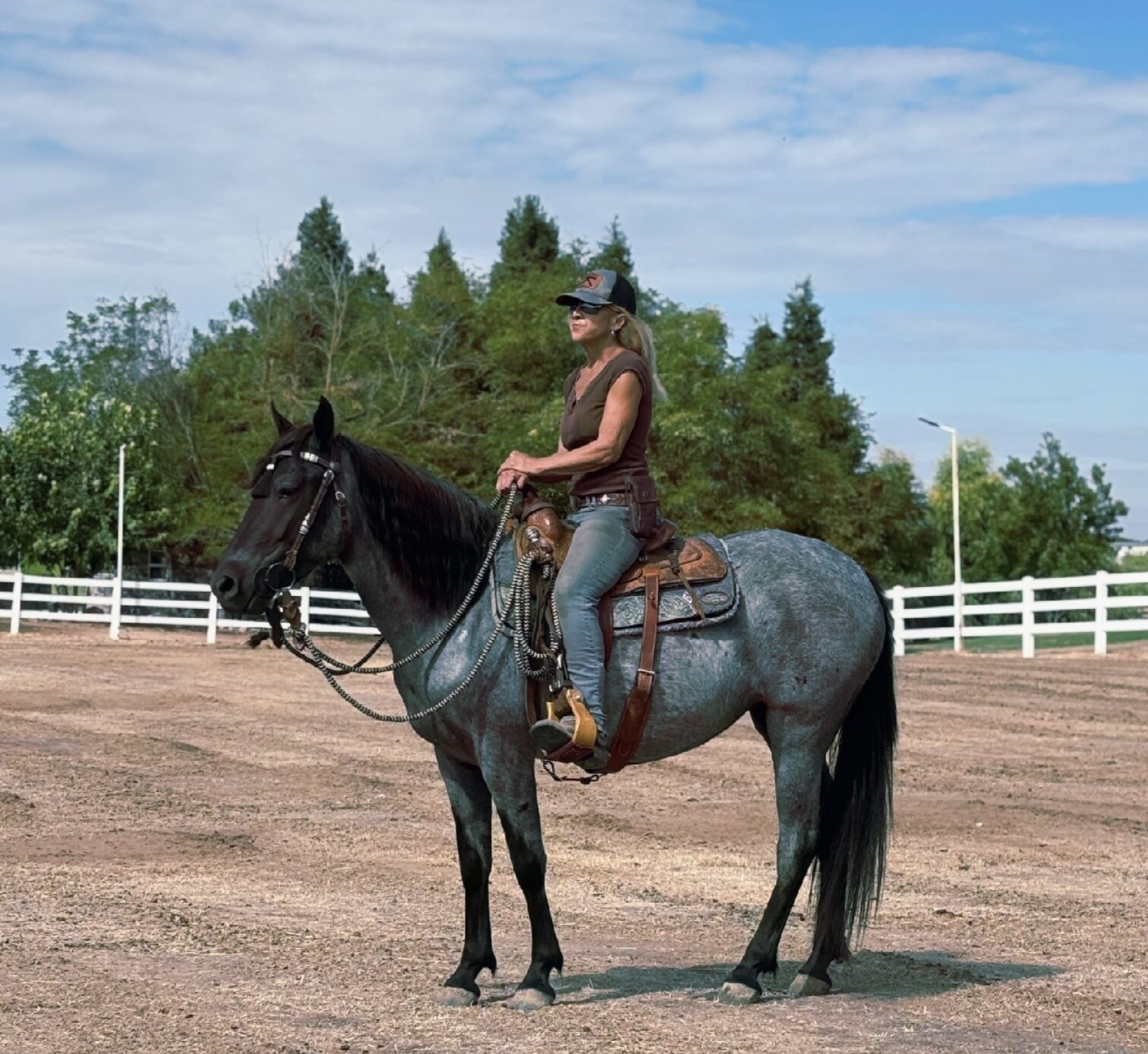 luna Blue Roan Mustang Mare