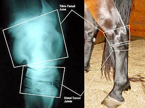 Inflammation in Horses
