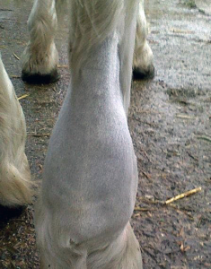 Inflammation in Horses