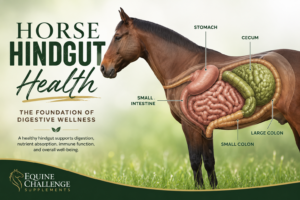 Horse Hindgut Health