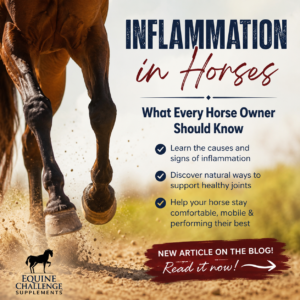 Inflammation in Horses