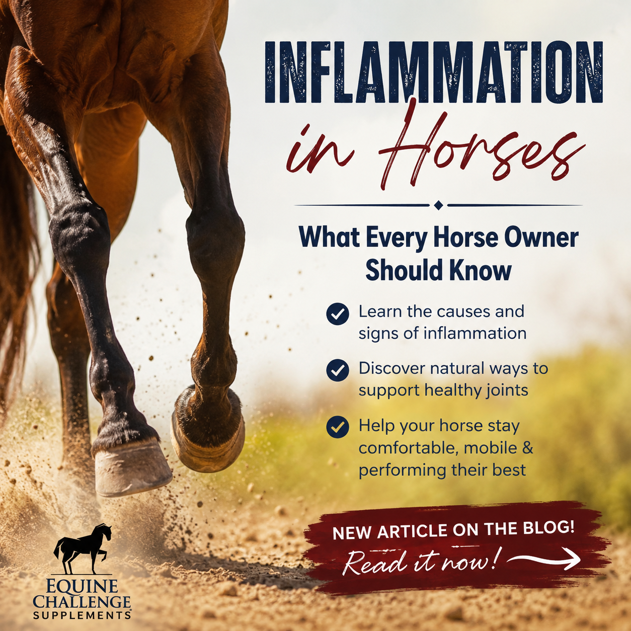 Inflammation in Horses