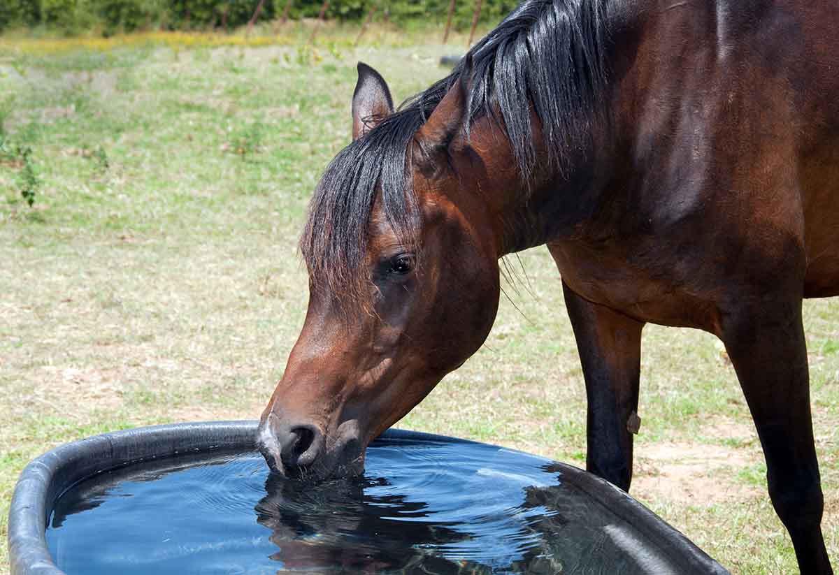Electrolytes For Horses