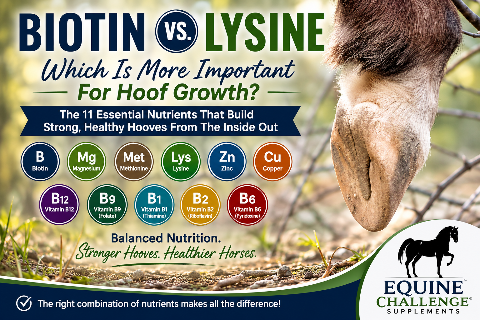 Horse Hoof Growth