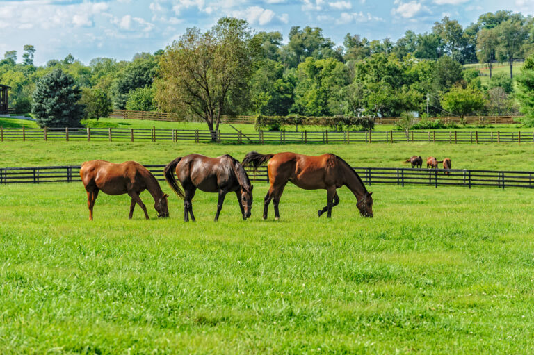 Vitamin E For Horses